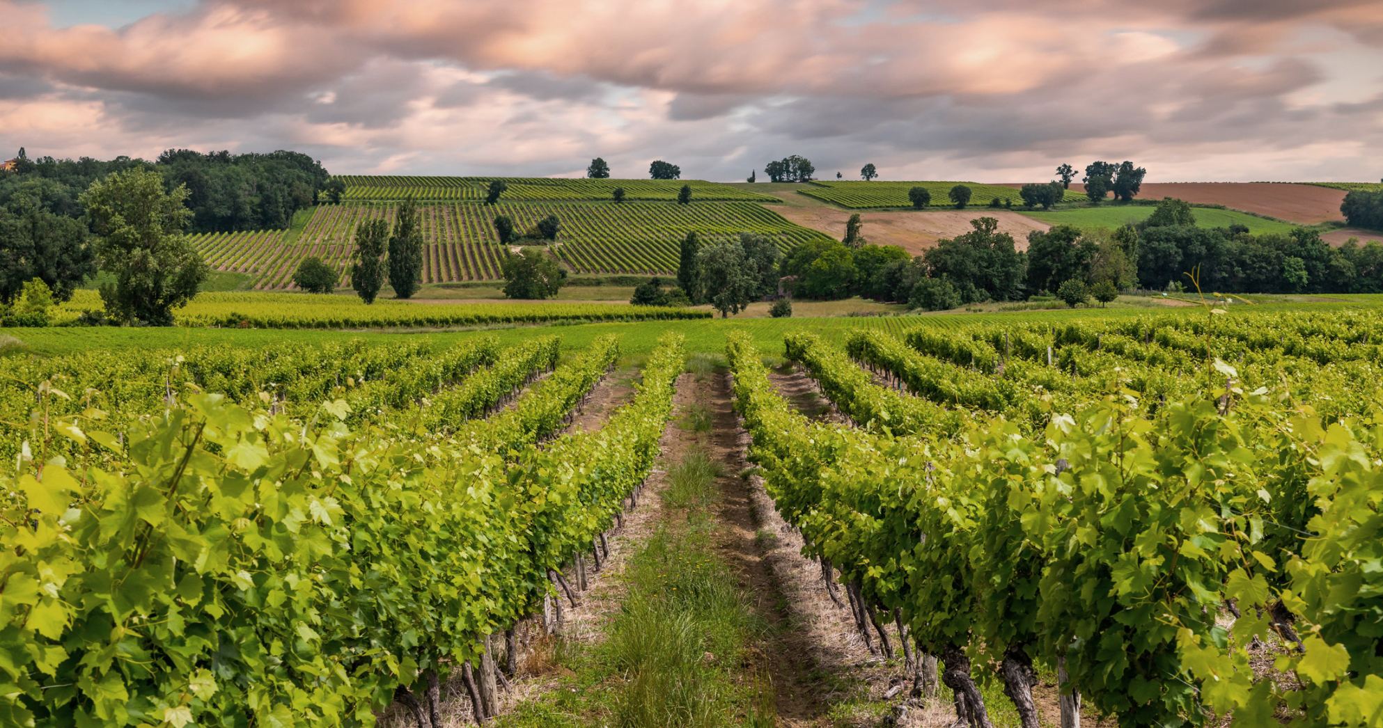 Photo vignoble